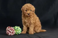 Daisy, a female Miniature Goldendoodle for sale in Copiague, NY – 5 of 5