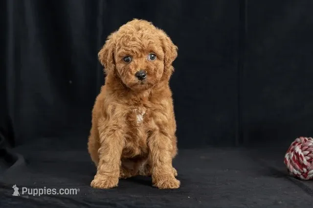 Dakota – Miniature Goldendoodle puppy for sale in Copiague, NY