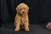 Dakota, a female Miniature Goldendoodle for sale in Copiague, NY – 1 of 5