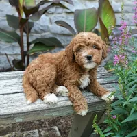 Bonnie , a female Miniature Goldendoodle for sale in Copiague, NY – 3 of 3