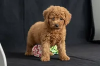 Dixie, a female Miniature Goldendoodle for sale in Copiague, NY – 7 of 7
