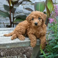 Bella, a female Miniature Goldendoodle for sale in Copiague, NY – 3 of 3