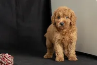 Duke, a male Miniature Goldendoodle for sale in Copiague, NY – 5 of 5
