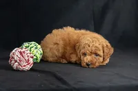 Dakota, a female Miniature Goldendoodle for sale in Copiague, NY – 2 of 5