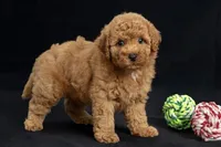 Delilah, a female Miniature Goldendoodle for sale in Copiague, NY – 2 of 6