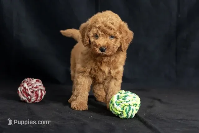 Dior – Miniature Goldendoodle puppy for sale in Copiague, NY