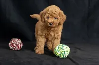 Dior, a female Miniature Goldendoodle for sale in Copiague, NY – 1 of 8