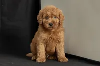 Duke, a male Miniature Goldendoodle for sale in Copiague, NY – 3 of 5