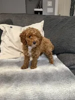 Hannah, a female Miniature Goldendoodle for sale in Copiague, NY – 3 of 5
