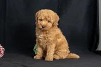 Dorothy, a female Miniature Goldendoodle for sale in Copiague, NY – 4 of 5