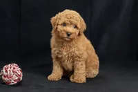 Delilah, a female Miniature Goldendoodle for sale in Copiague, NY – 4 of 6