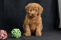 Dixie, a female Miniature Goldendoodle for sale in Copiague, NY – 4 of 7