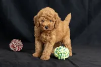 Dior, a female Miniature Goldendoodle for sale in Copiague, NY – 6 of 8