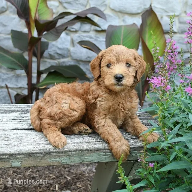 Benji – Miniature Goldendoodle puppy for sale in Copiague, NY