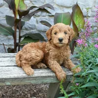Benji, a male Miniature Goldendoodle for sale in Copiague, NY – 1 of 3