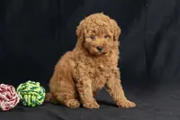 Daisy, a female Miniature Goldendoodle for sale in Copiague, NY – 4 of 5