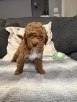 Hailey, a female Miniature Goldendoodle for sale in Copiague, NY – 1 of 3