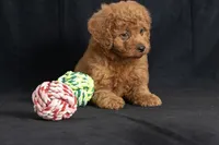 Dixie, a female Miniature Goldendoodle for sale in Copiague, NY – 2 of 7