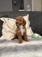 Hailey, a female Miniature Goldendoodle for sale in Copiague, NY – 2 of 3