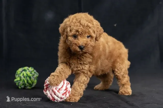 Daisy – Miniature Goldendoodle puppy for sale in Copiague, NY
