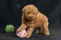 Daisy, a female Miniature Goldendoodle for sale in Copiague, NY – 1 of 5