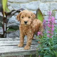 Benji, a male Miniature Goldendoodle for sale in Copiague, NY – 3 of 3