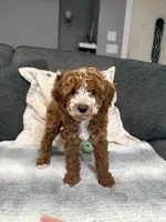 Henry, a male Miniature Goldendoodle for sale in Copiague, NY – 2 of 3