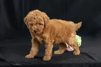 Dakota, a female Miniature Goldendoodle for sale in Copiague, NY – 4 of 5