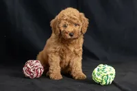 Dior, a female Miniature Goldendoodle for sale in Copiague, NY – 4 of 8