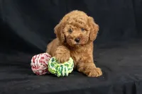 Dior, a female Miniature Goldendoodle for sale in Copiague, NY – 7 of 8