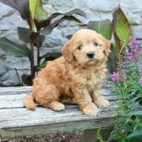 Baxton, a male Miniature Goldendoodle for sale in Copiague, NY – 1 of 3