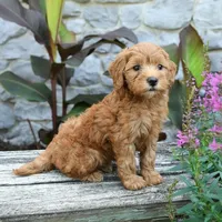 Brielle, a female Miniature Goldendoodle for sale in Copiague, NY – 2 of 3