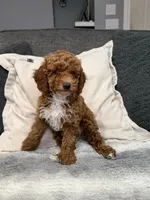 Hunter, a male Miniature Goldendoodle for sale in Copiague, NY – 1 of 4