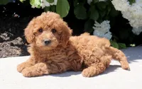 Tori, a female Miniature Goldendoodle for sale in Copiague, NY – 2 of 2