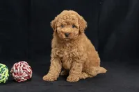 Delilah, a female Miniature Goldendoodle for sale in Copiague, NY – 6 of 6