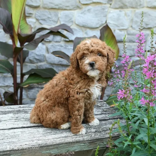 Bonnie  – Miniature Goldendoodle puppy for sale in Copiague, NY