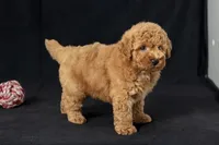 Delilah, a female Miniature Goldendoodle for sale in Copiague, NY – 3 of 6