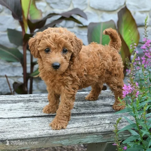 Bella – Miniature Goldendoodle puppy for sale in Copiague, NY