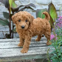 Bella, a female Miniature Goldendoodle for sale in Copiague, NY – 1 of 3