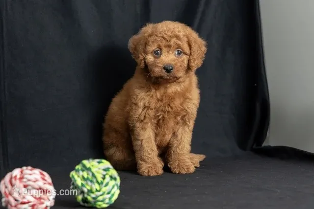 Dixie – Miniature Goldendoodle puppy for sale in Copiague, NY