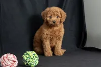 Dixie, a female Miniature Goldendoodle for sale in Copiague, NY – 1 of 7