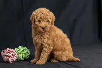 Daisy, a female Miniature Goldendoodle for sale in Copiague, NY – 2 of 5