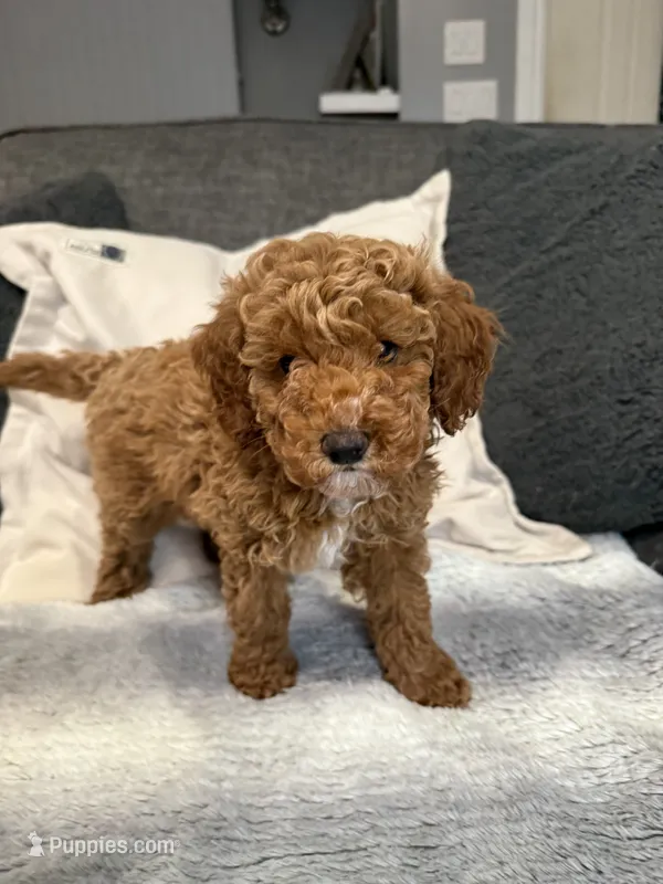 Hannah – Miniature Goldendoodle puppy for sale in Copiague, NY