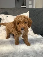 Hannah, a female Miniature Goldendoodle for sale in Copiague, NY – 1 of 5