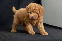 Dixie, a female Miniature Goldendoodle for sale in Copiague, NY – 6 of 7