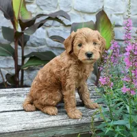 Benji, a male Miniature Goldendoodle for sale in Copiague, NY – 2 of 3