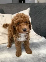 Hunter, a male Miniature Goldendoodle for sale in Copiague, NY – 3 of 4
