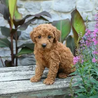 Bella, a female Miniature Goldendoodle for sale in Copiague, NY – 2 of 3