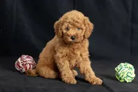 Dior, a female Miniature Goldendoodle for sale in Copiague, NY – 3 of 8