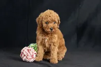 Dakota, a female Miniature Goldendoodle for sale in Copiague, NY – 3 of 5